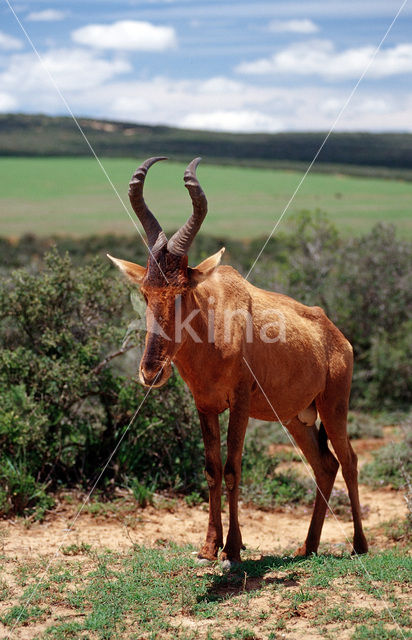 Rood Hartebeest