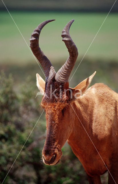 Rood Hartebeest