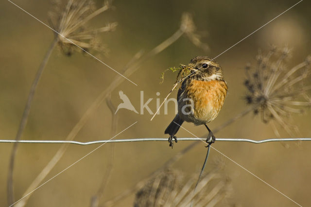 Roodborsttapuit (Saxicola rubicola)