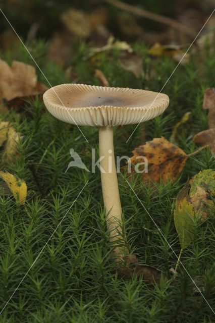 Roodbruine slanke amaniet (Amanita fulva)