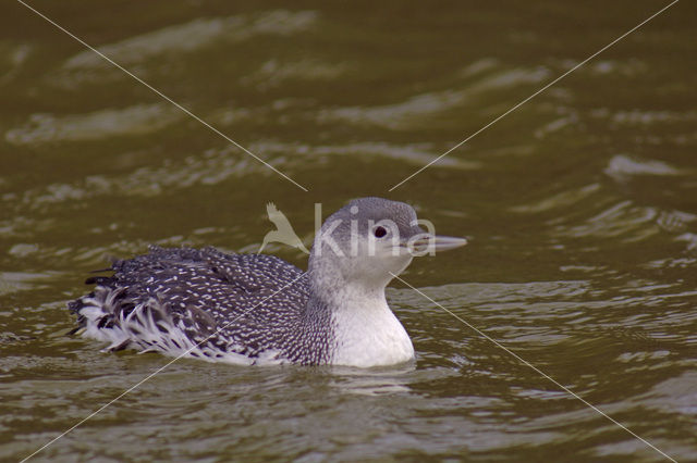 Roodkeelduiker (Gavia stellata)