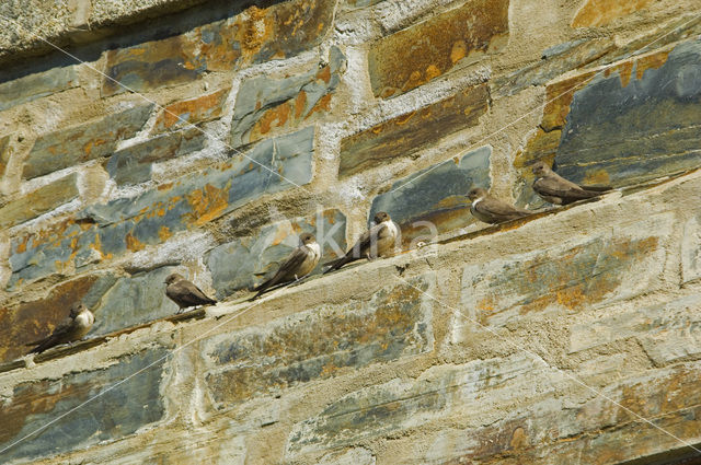 Eurasian Crag-Martin (Hirundo rupestris)