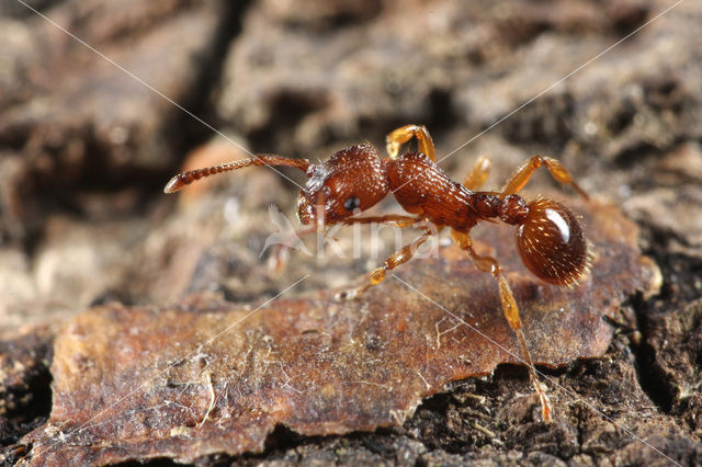 Myrmica scabrinodis