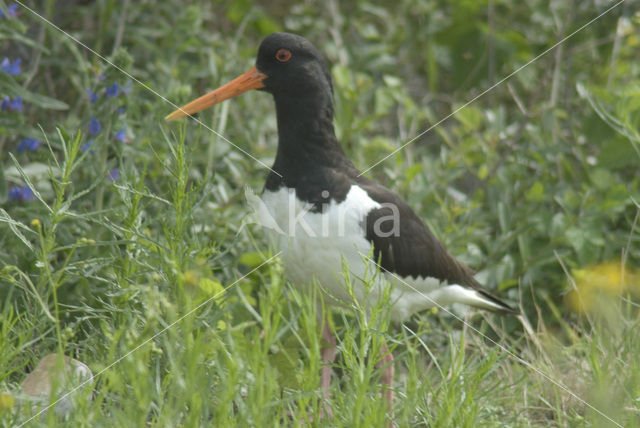 Scholekster (Haematopus ostralegus)