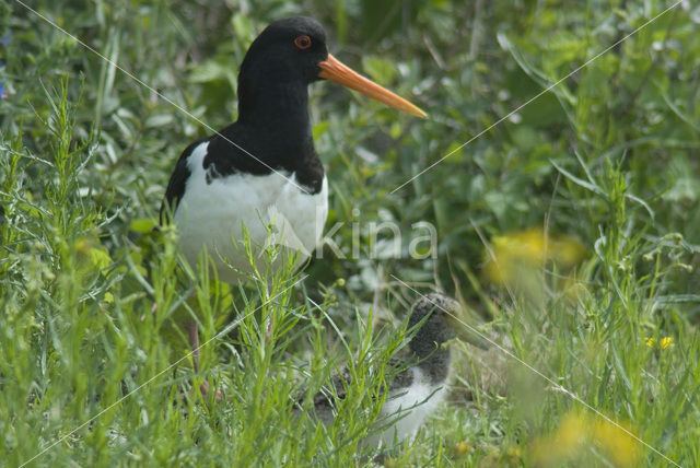 Scholekster (Haematopus ostralegus)