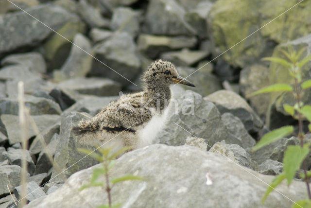 Scholekster (Haematopus ostralegus)