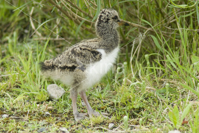 Scholekster (Haematopus ostralegus)