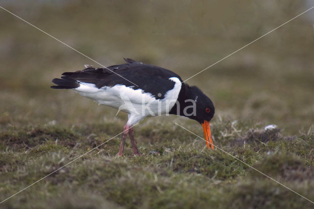 Scholekster (Haematopus ostralegus)