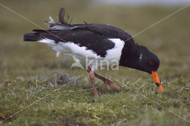 Scholekster (Haematopus ostralegus)