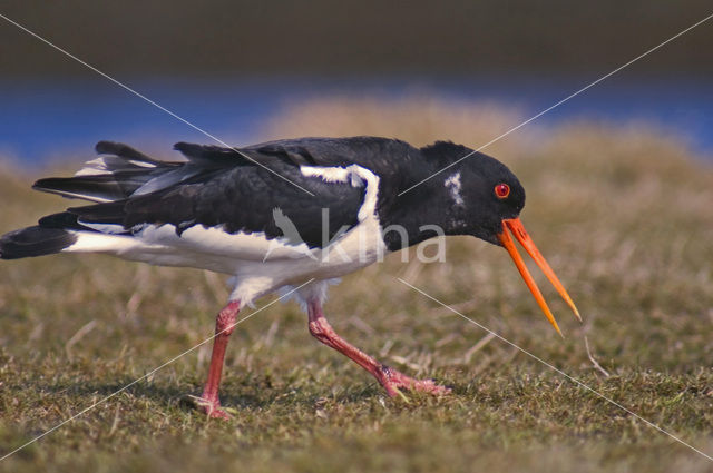 Scholekster (Haematopus ostralegus)