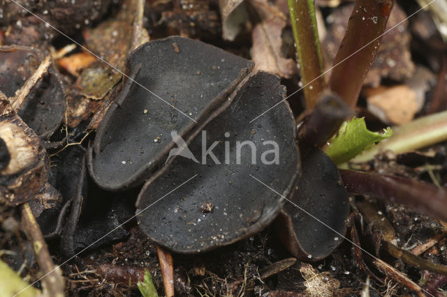 Schotelkluifzwam (Helvella macropus)