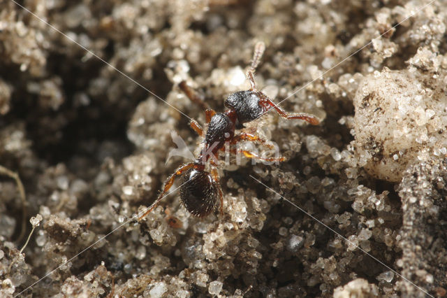 Schraallandmiertje (Myrmecina graminicola)