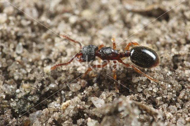 Schraallandmiertje (Myrmecina graminicola)