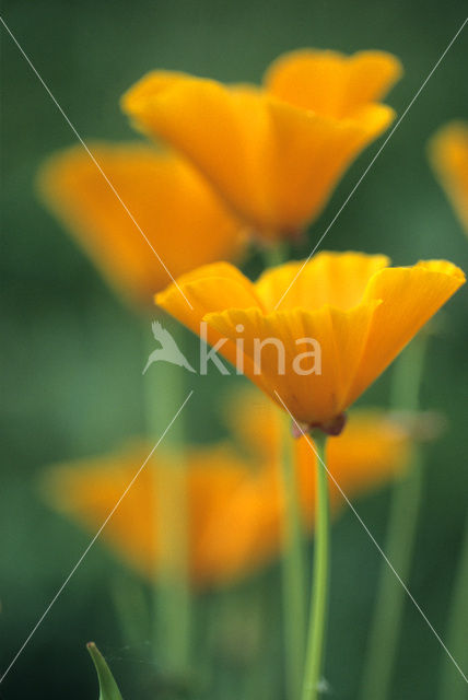 Slaapmutsje (Eschscholzia californica)