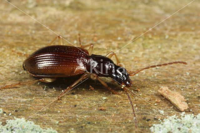 Smalhalssnelloper (Oxypselaphus obscurus)