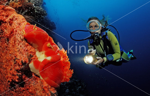 Spaanse danseres (Hexabranchus sanguineus)