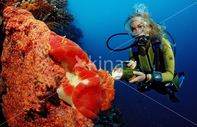 Spaanse danseres (Hexabranchus sanguineus)