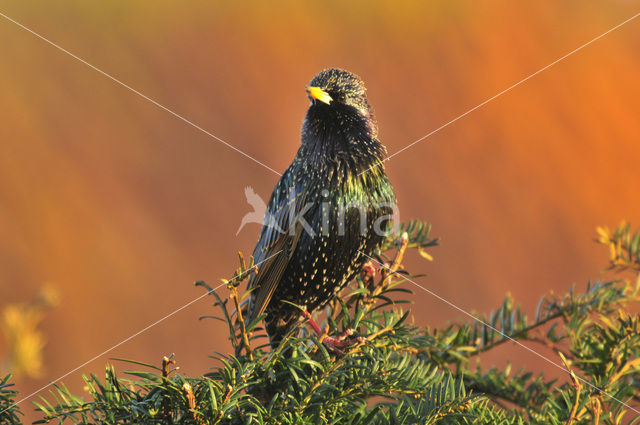 Spreeuw (Sturnus vulgaris)