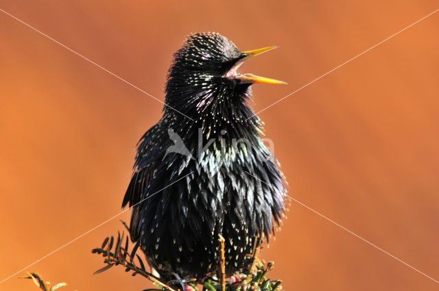 Spreeuw (Sturnus vulgaris)