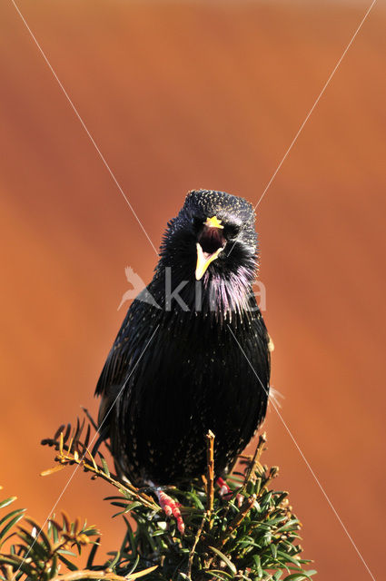 Spreeuw (Sturnus vulgaris)