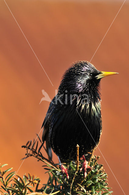 Spreeuw (Sturnus vulgaris)