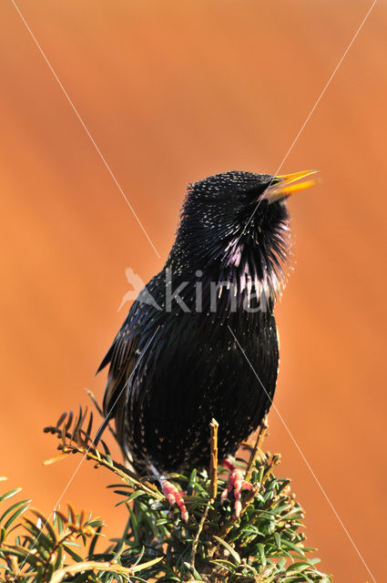 Spreeuw (Sturnus vulgaris)