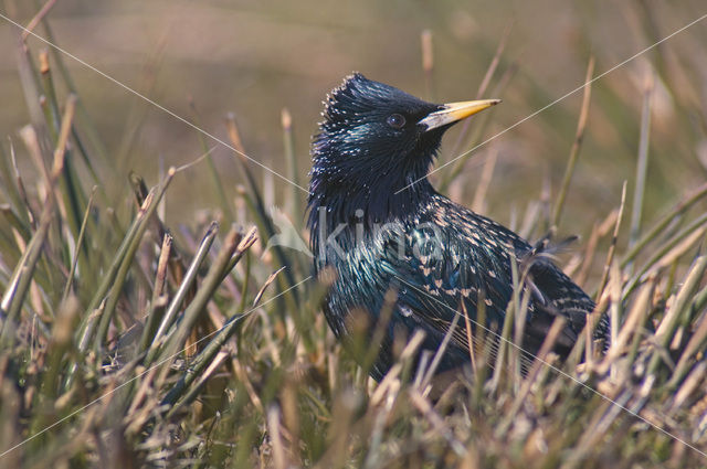 Spreeuw (Sturnus vulgaris)