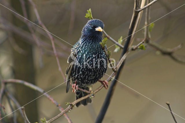 Spreeuw (Sturnus vulgaris)