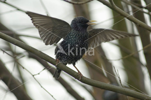 Spreeuw (Sturnus vulgaris)