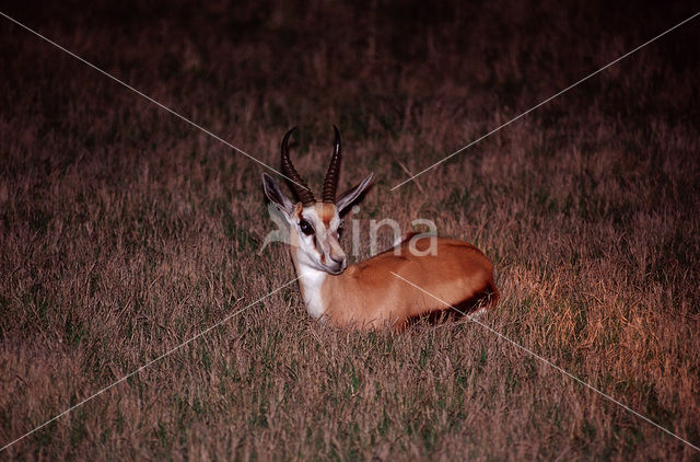 Springbok (Antidorcas marsupialis)