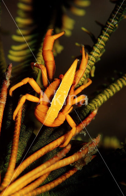 Springkreeft (Allogalathea elegans)