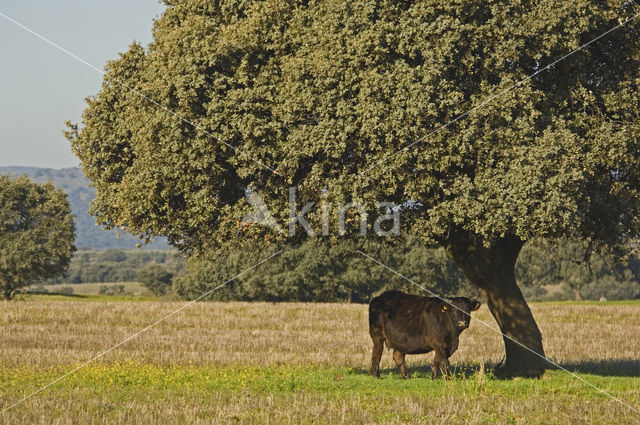 Steeneik (Quercus ilex)