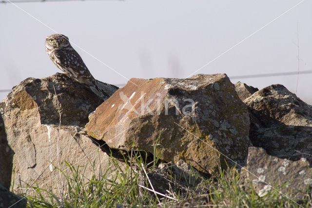 Steenuil (Athene noctua)