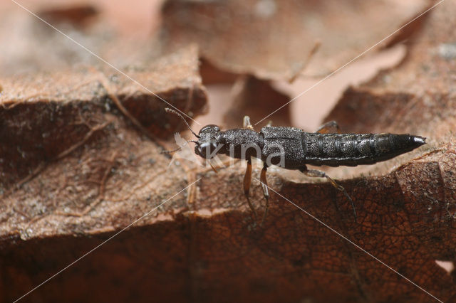 Stenus clavicornis