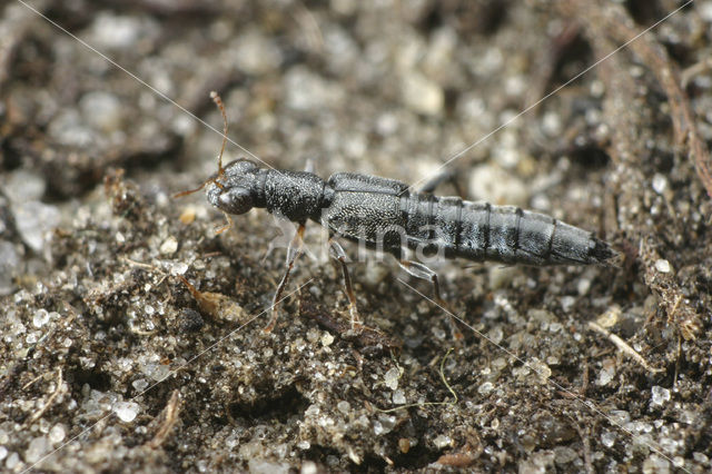 Stenus solutus