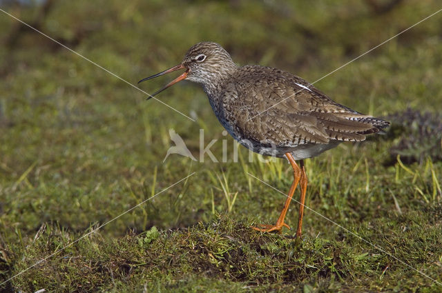 Common Redshank (Tringa totanus)