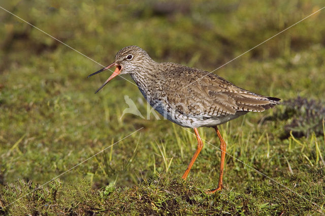 Tureluur (Tringa totanus)