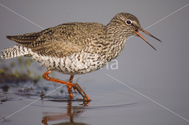 Common Redshank (Tringa totanus)