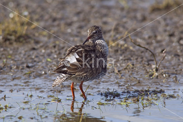 Tureluur (Tringa totanus)