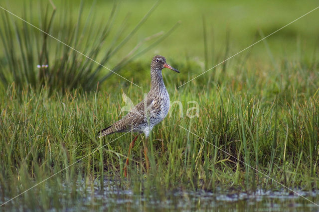 Common Redshank (Tringa totanus)