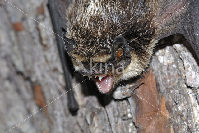 Tweekleurige vleermuis (Vespertilio murinus)