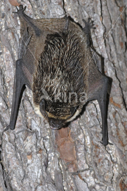 Tweekleurige vleermuis (Vespertilio murinus)