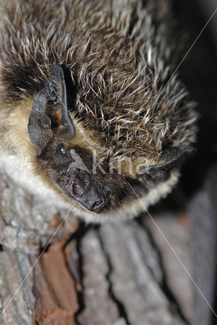 Tweekleurige vleermuis (Vespertilio murinus)