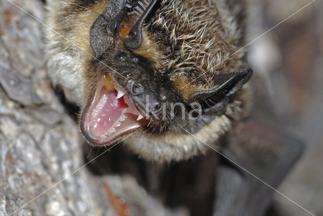 Tweekleurige vleermuis (Vespertilio murinus)