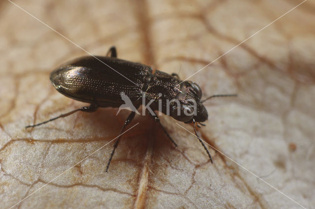 ground beetle (Notiophilus biguttatus)