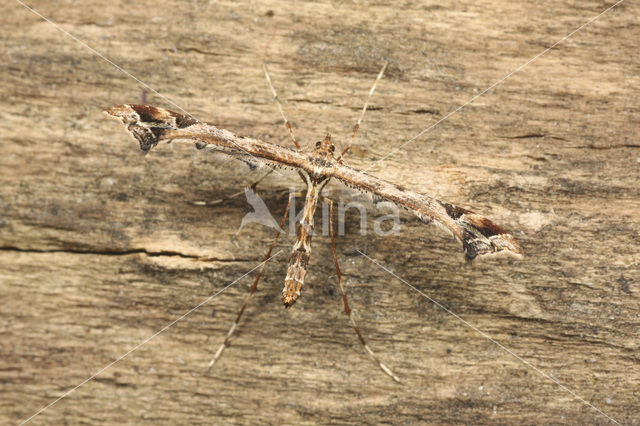 Vedermot (Amblyptilia acanthadactyla)