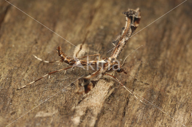 Vedermot (Amblyptilia acanthadactyla)