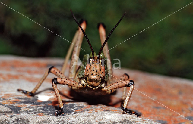 Veldsprinkhaan (Phymateus sp.)