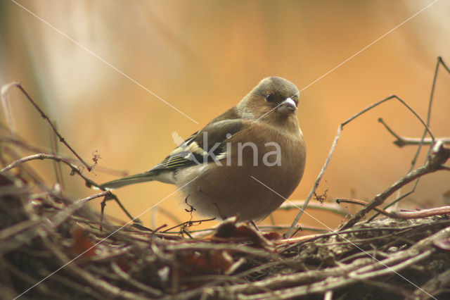 Vink (Fringilla coelebs)