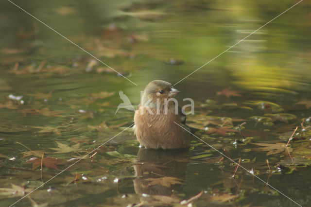 Vink (Fringilla coelebs)